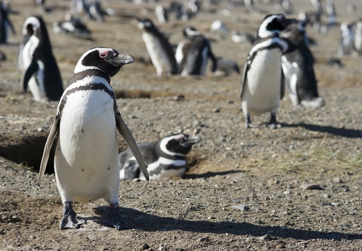 Patagonia (Chile And Argentina)