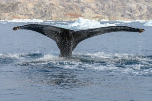 Z72 0353-1